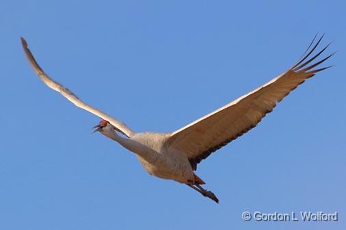 Crane In Flight_73154.jpg - Sandhill Crane (Grus canadensis) photographed in the Bosque del Apache National Wildlife Refuge near San Antonio, New Mexico USA. 